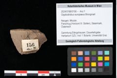 Foto (Objekt + Etikett) von Glyptostrobus europaeus Brongniart (NHMW-GEO-2024-0188-0156)